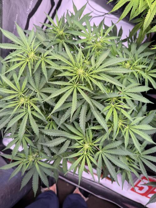 Sour HubbaBubba Haze-Mephisto Bonus. Week 7 - Day 45