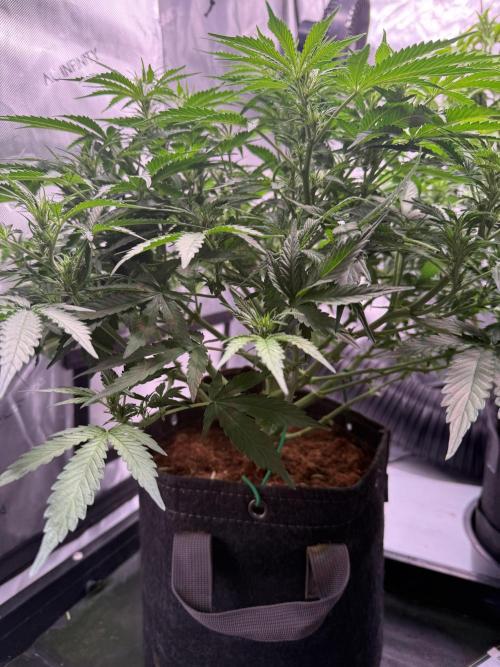 Sour HubbaBubba Haze-Mephisto Bonus. Week 7 - Day 45