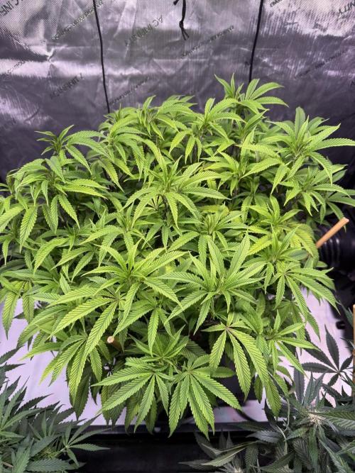 Blueberry Runtz-Clone. Week 7 - Day 47