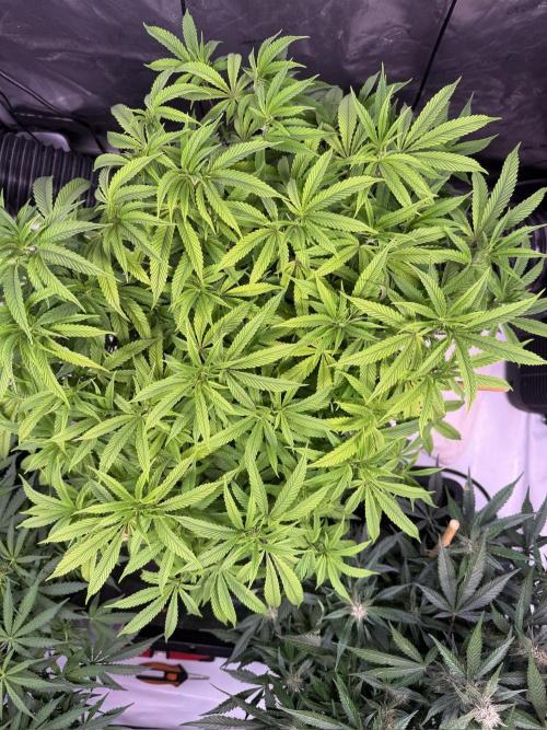 Blueberry Runtz-Clone. Week 7 - Day 47