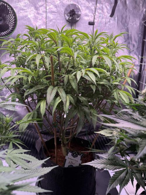 Blueberry Runtz-Clone. Week 7 - Day 47
