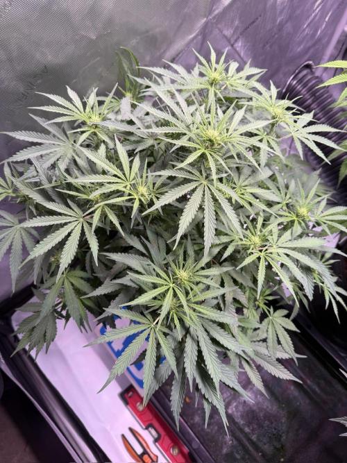 Sour HubbaBubba Haze-Mephisto Bonus. Week 7 - Day 46