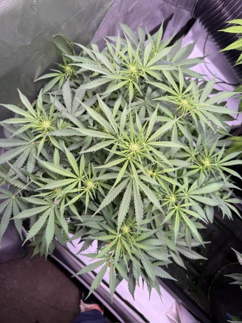 Sour HubbaBubba Haze-Mephisto Bonus. Week 7 - Day 46