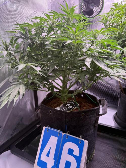 Sour HubbaBubba Haze-Mephisto Bonus. Week 7 - Day 46
