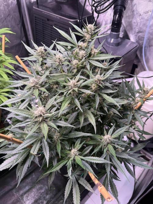 Lemon Cherry Cookies (Encore). Week 8 - Day 54