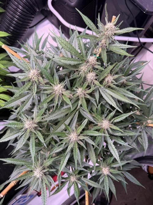 Lemon Cherry Cookies (Encore). Week 8 - Day 54