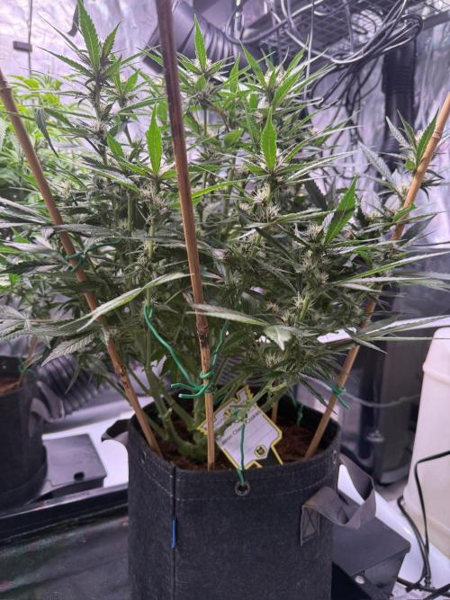 Lemon Cherry Cookies Auto. Week 8