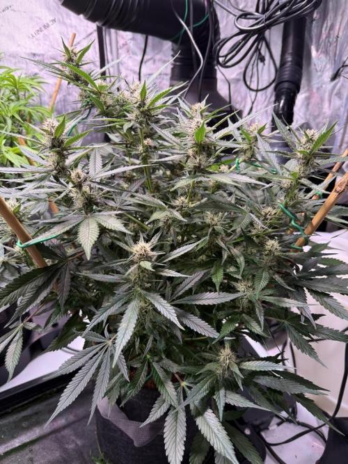 Lemon Cherry Cookies (Encore). Week 8 - Day 55