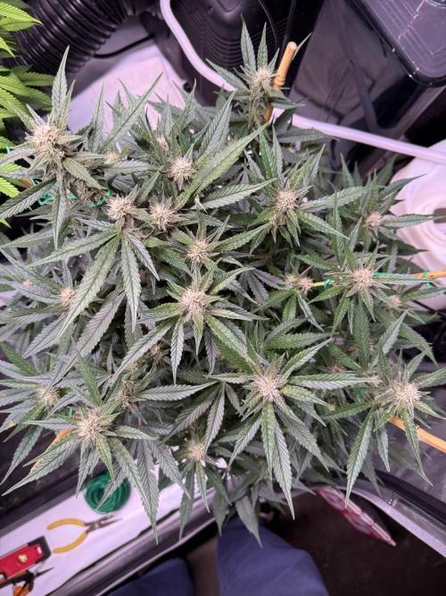 Lemon Cherry Cookies (Encore). Week 8 - Day 55