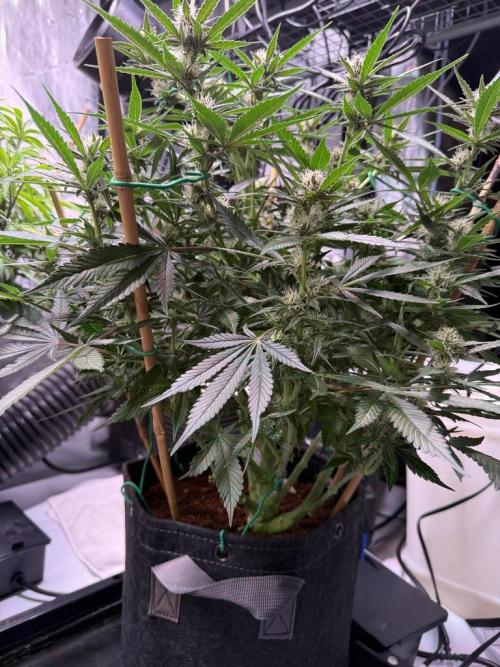 Lemon Cherry Cookies (Encore). Week 8 - Day 55