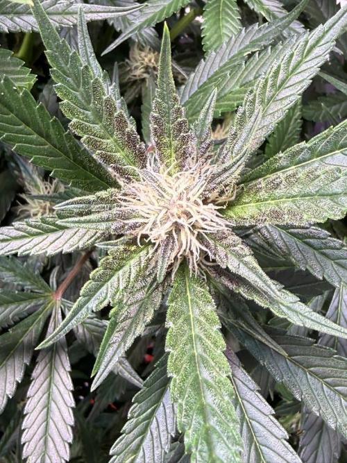 Lemon Cherry Cookies (Encore). Week 8 - Day 55 Buds Developing