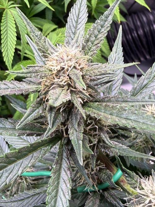 Lemon Cherry Cookies Auto. Week 8