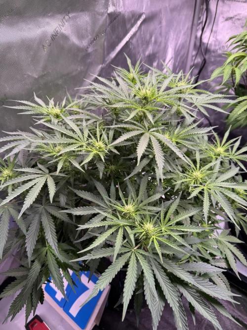 Sour HubbaBubba Haze-Mephisto Bonus. Week 7 - Day 47