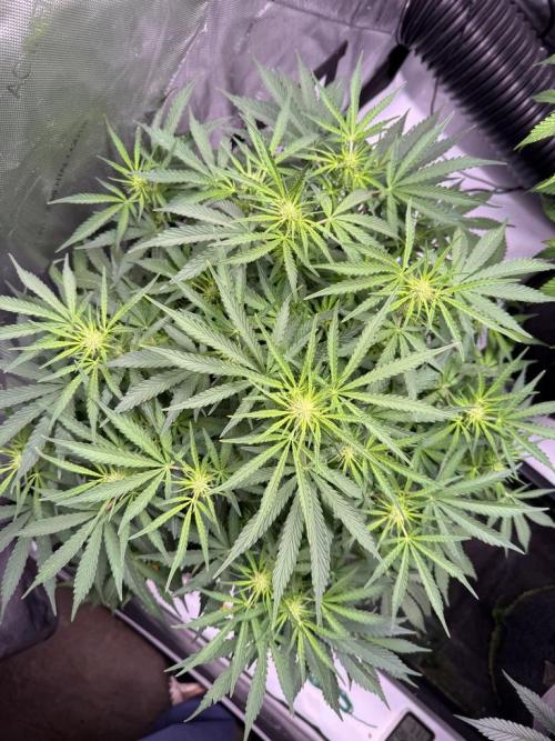 Sour HubbaBubba Haze-Mephisto Bonus. Week 7 - Day 47