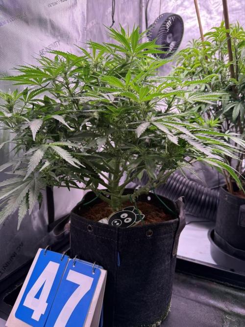 Sour HubbaBubba Haze-Mephisto Bonus. Week 7 - Day 47