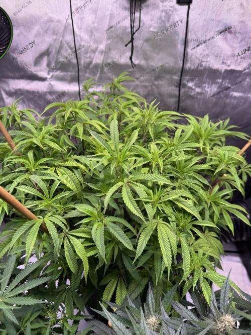 Blueberry Runtz-Clone. Week 7 - Day 48
