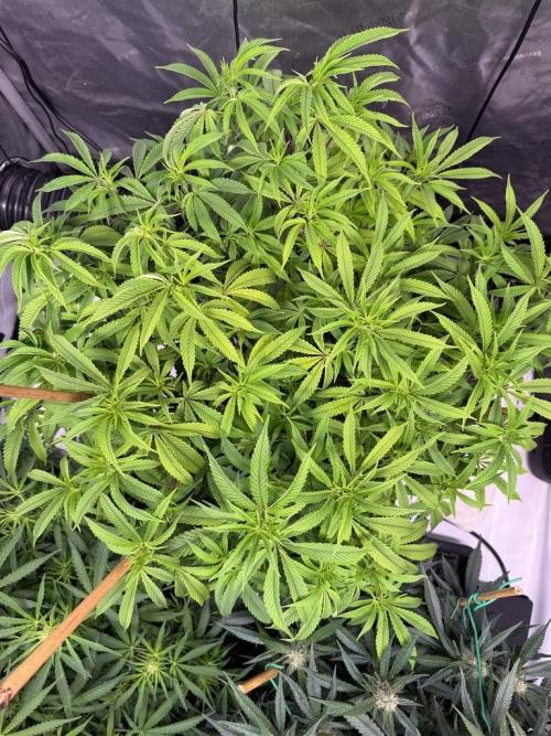 Blueberry Runtz-Clone. Week 7 - Day 48