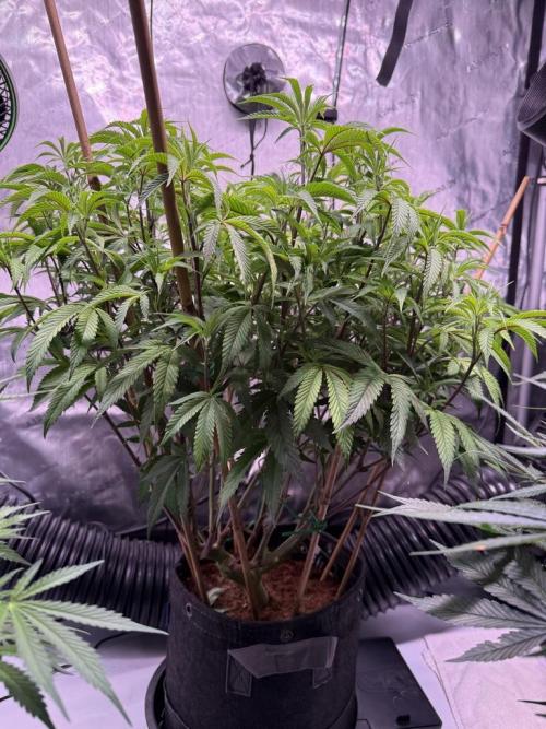 Blueberry Runtz-Clone. Week 7 - Day 48
