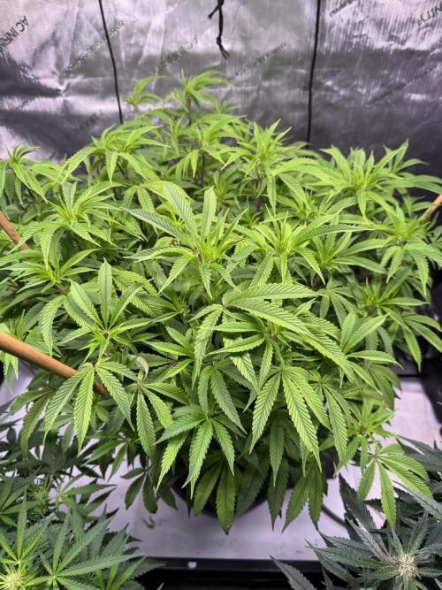 Blueberry Runtz-Clone. Week 7 - Day 49