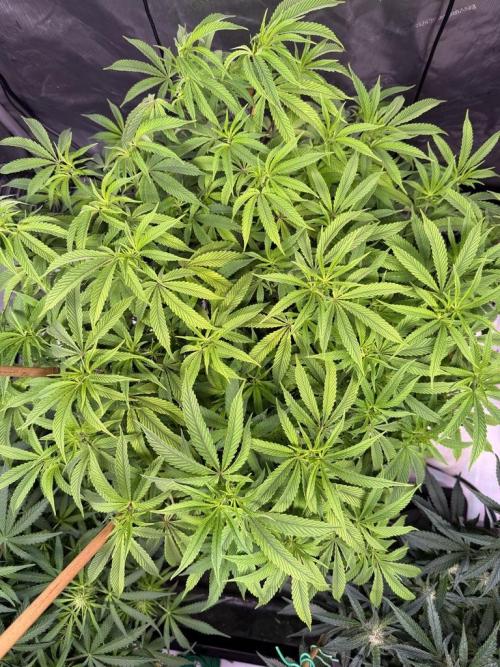 Blueberry Runtz-Clone. Week 7 - Day 49