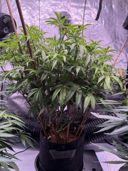 Blueberry Runtz-Clone. Week 7 - Day 49