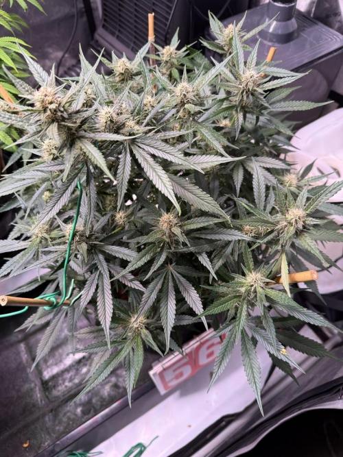 Lemon Cherry Cookies (Encore). Week 8 - Day 56
