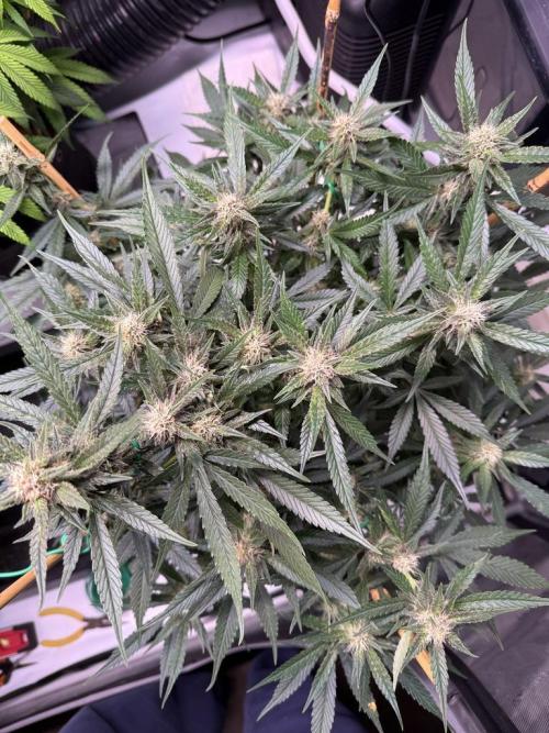 Lemon Cherry Cookies (Encore). Week 8 - Day 56
