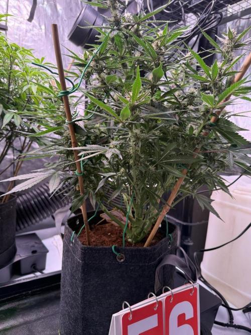 Lemon Cherry Cookies Auto. Week 8
