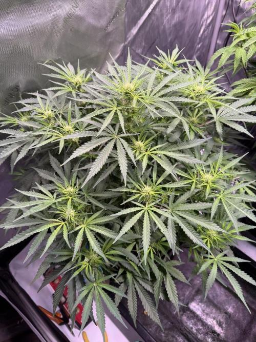 Sour HubbaBubba Haze-Mephisto Bonus. Week 7 - Day 48