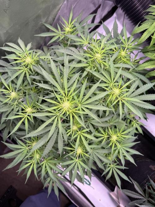Sour HubbaBubba Haze-Mephisto Bonus. Week 7 - Day 48