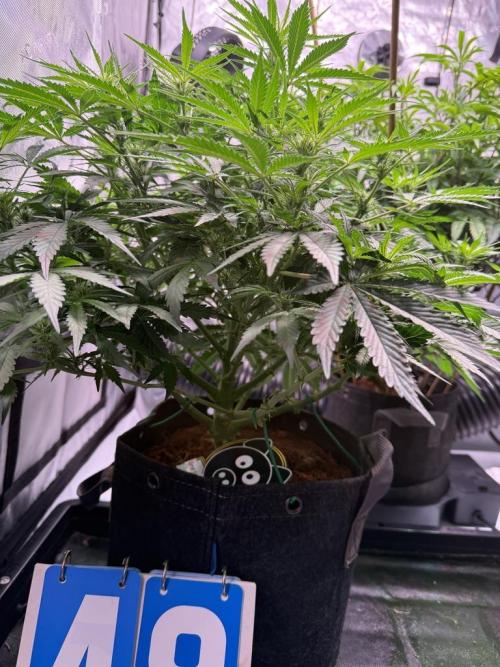 Sour HubbaBubba Haze-Mephisto Bonus. Week 7 - Day 48