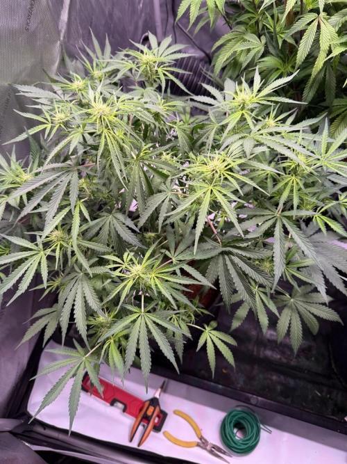 Sour HubbaBubba Haze-Mephisto Bonus. Week 7 - Day 48 after defoliation