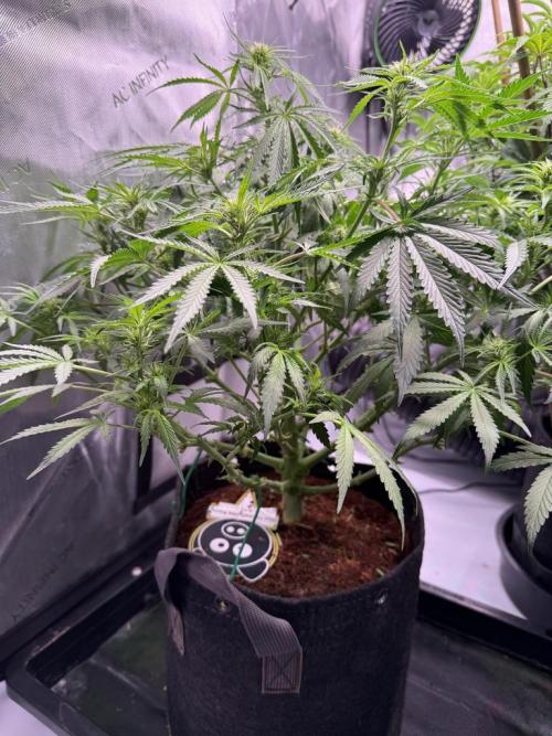 Sour HubbaBubba Haze-Mephisto Bonus. Week 7 - Day 48 after defoliation
