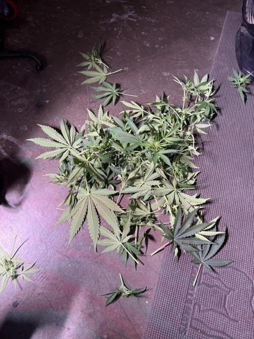 Sour HubbaBubba Haze-Mephisto Bonus. Week 7 - Day 48 after defoliation
