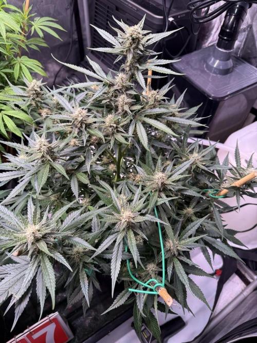 Lemon Cherry Cookies Auto. Week 8