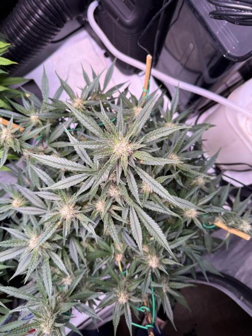 Lemon Cherry Cookies (Encore). Week 9 - Day 57