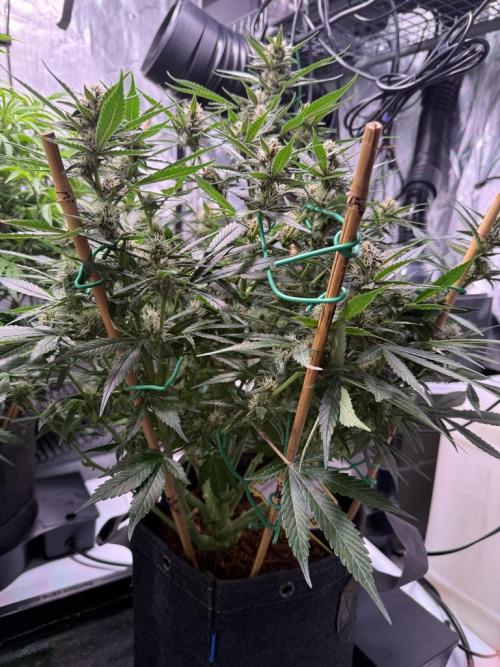 Lemon Cherry Cookies (Encore). Week 9 - Day 57