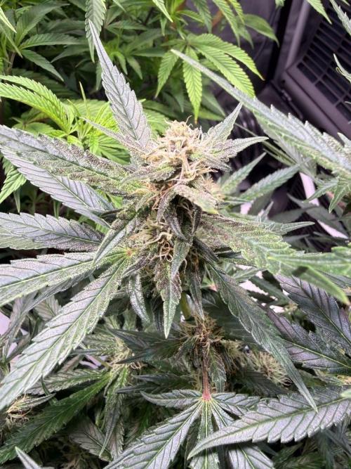 Lemon Cherry Cookies (Encore). Week 9 - Day 57