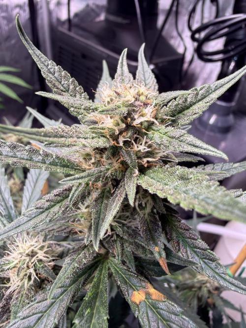 Lemon Cherry Cookies (Encore). Week 9 - Day 57