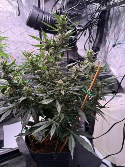 Lemon Cherry Cookies (Encore). Week 9 - Day 58
