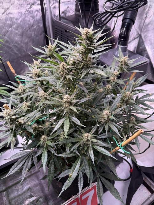 Lemon Cherry Cookies (Encore). Week 9 - Day 58