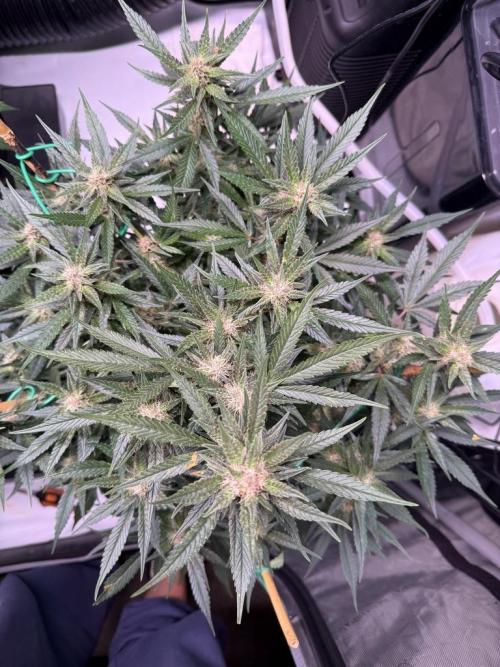 Lemon Cherry Cookies (Encore). Week 9 - Day 58