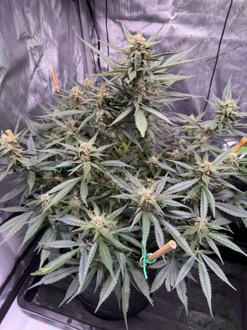 Lemon Cherry Cookies (Encore). Week 9 - Day 59