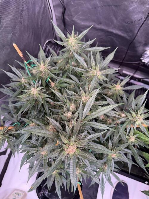Lemon Cherry Cookies (Encore). Week 9 - Day 59