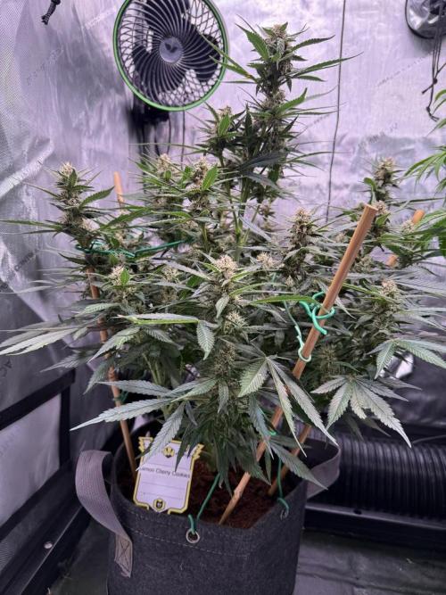 Lemon Cherry Cookies (Encore). Week 9 - Day 59