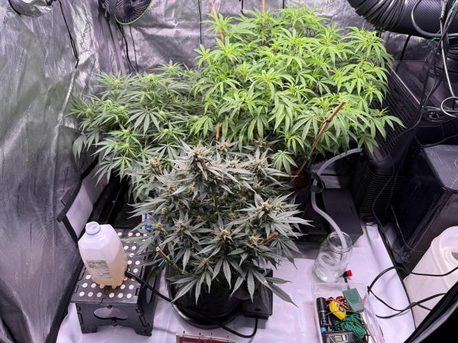 Lemon Cherry Cookies Auto. Week 9