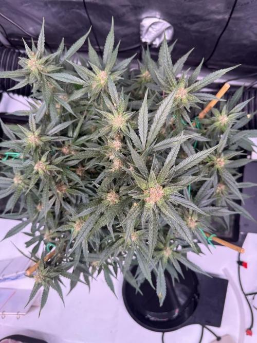 Lemon Cherry Cookies (Encore). Week 9 - Day 60
