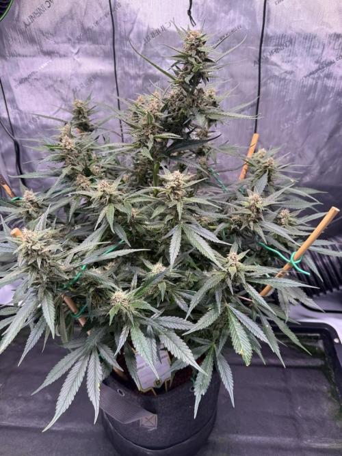Lemon Cherry Cookies (Encore). Week 9 - Day 60