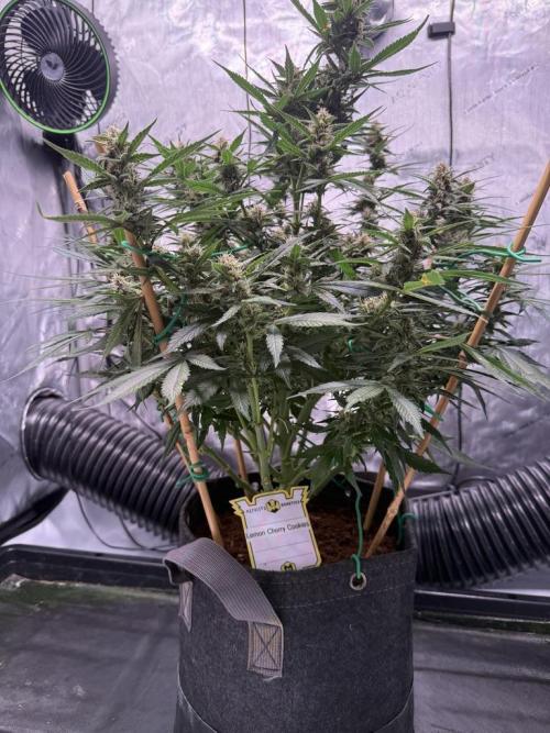 Lemon Cherry Cookies (Encore). Week 9 - Day 60