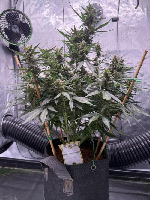 Lemon Cherry Cookies (Encore). Week 9 - Day 60